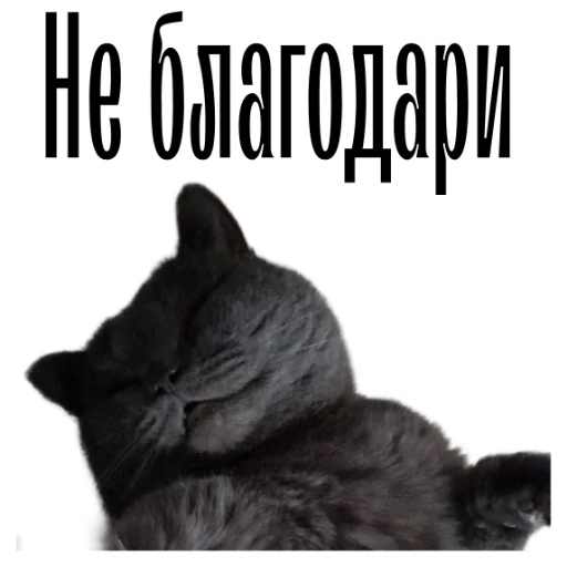 🤝 Стикер «cat channel» для Telegram