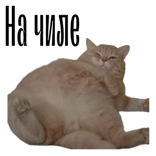 🤤 Стикер «cat channel» для Telegram