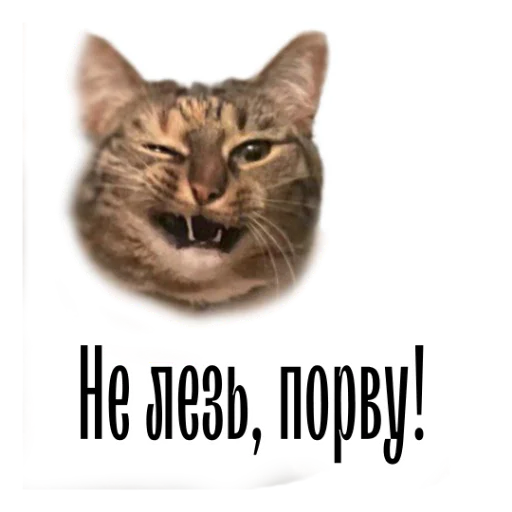 🤨 Стикер «cat channel» для Telegram