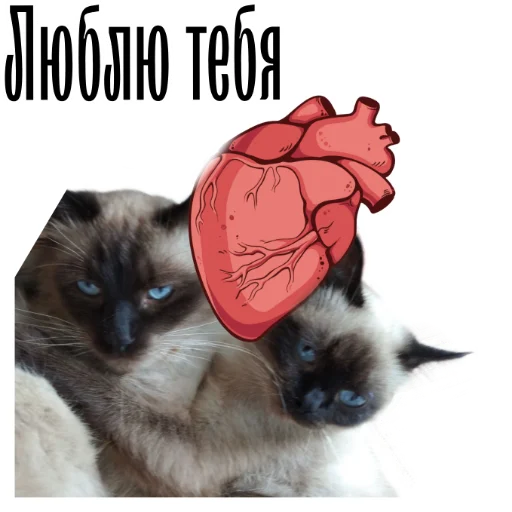 ❤️ Стикер «cat channel» для Telegram