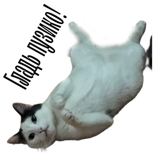 🤪 Стикер «cat channel» для Telegram