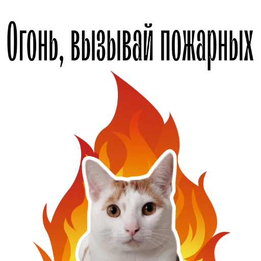 🔥 Стикер «cat channel» для Telegram