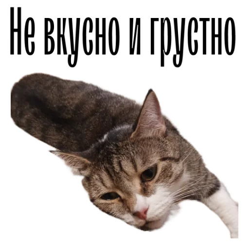 🤢 Стикер «cat channel» для Telegram