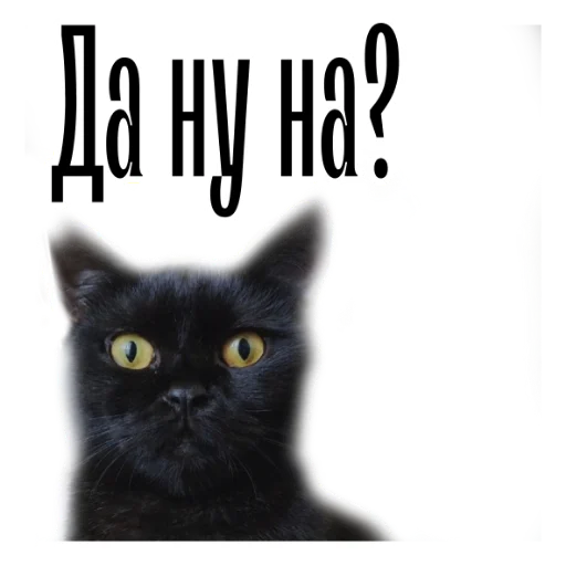 😳 Стикер «cat channel» для Telegram