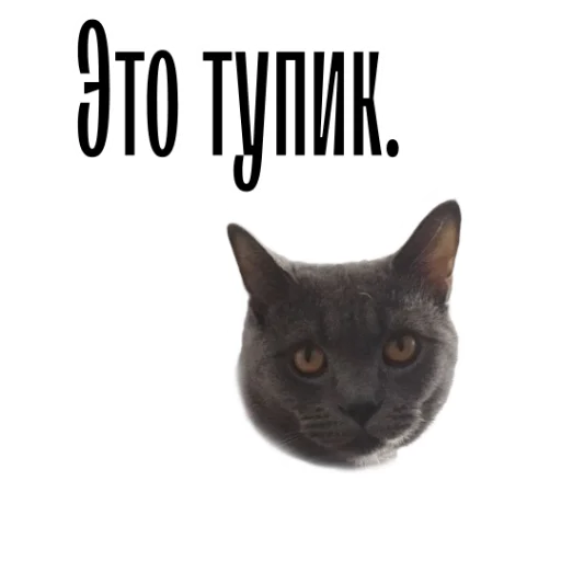 😐 Стикер «cat channel» для Telegram