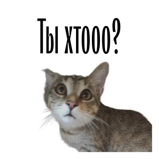 😲 Стикер «cat channel» для Telegram