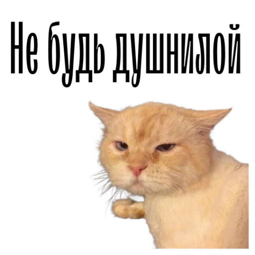 Стикерпак cat channel для Telegram