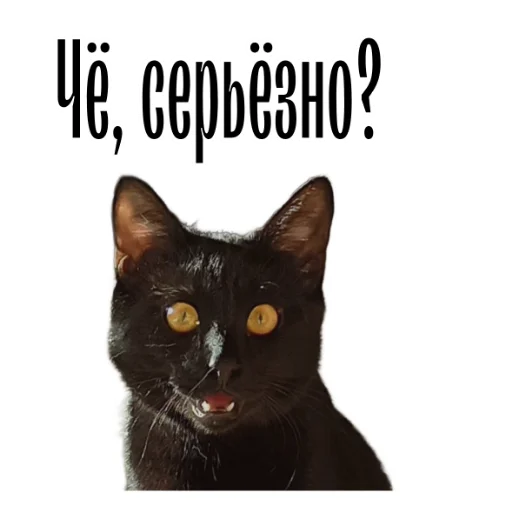 🤔 Стикер «cat channel» для Telegram
