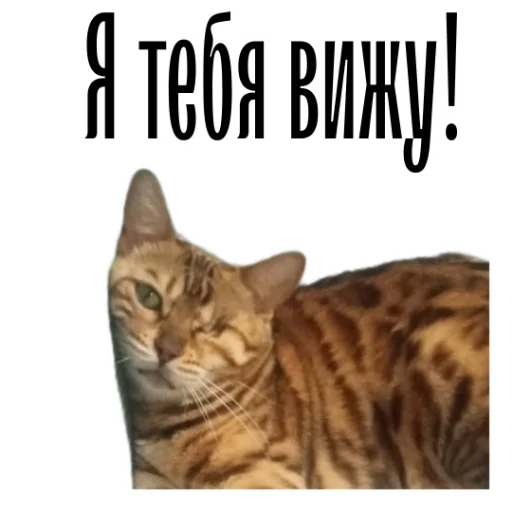 🥸 Стикер «cat channel» для Telegram