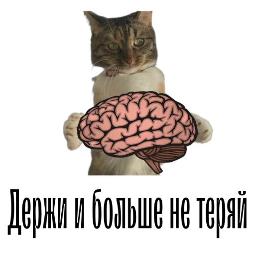 🧠 Стикер «cat channel» для Telegram