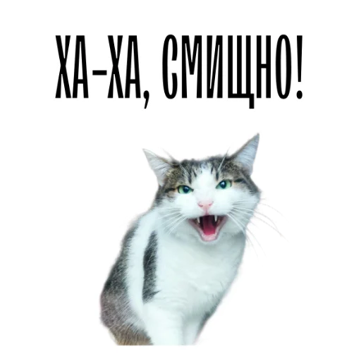 😅 Стикер «cat channel» для Telegram