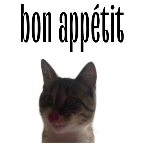 😛 Стикер «cat channel» для Telegram
