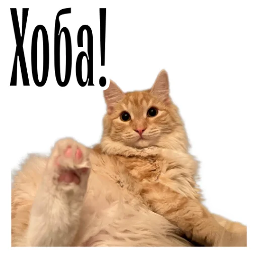😆 Стикер «cat channel» для Telegram