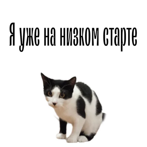 🏃‍♀ Стикер «cat channel» для Telegram