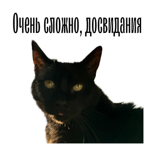 🫡 Стикер «cat channel» для Telegram
