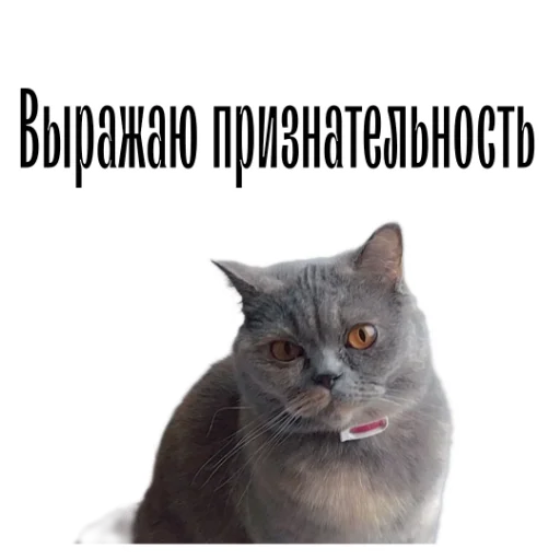 ✋ Стикер «cat channel» для Telegram