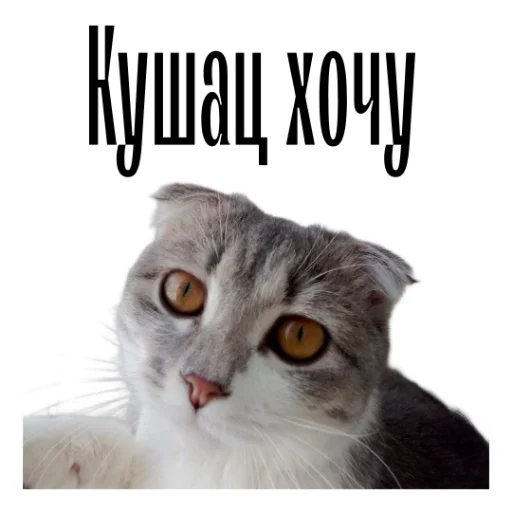 😕 Стикер «cat channel» для Telegram