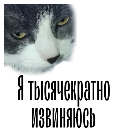 😅 Стикер «cat channel» для Telegram