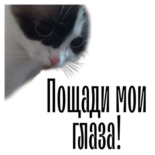🫣 Стикер «cat channel» для Telegram