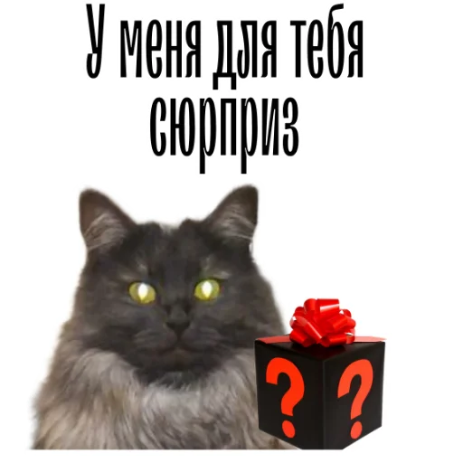 🎁 Стикер «cat channel» для Telegram