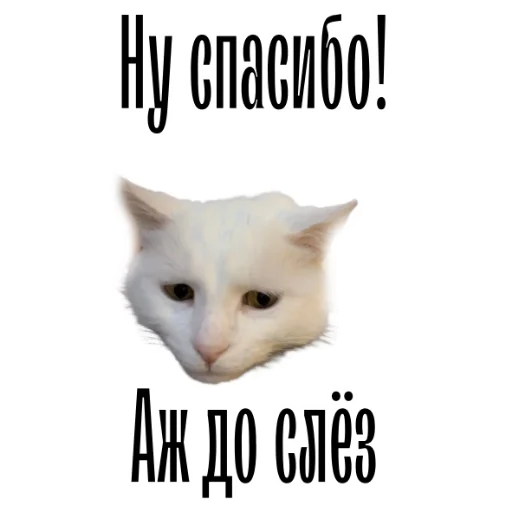 😭 Стикер «cat channel» для Telegram