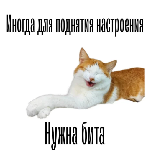 🏏 Стикер «cat channel» для Telegram