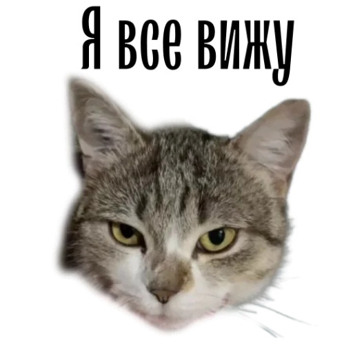 🤓 Стикер «cat channel» для Telegram