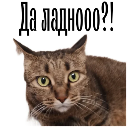 😱 Стикер «cat channel» для Telegram