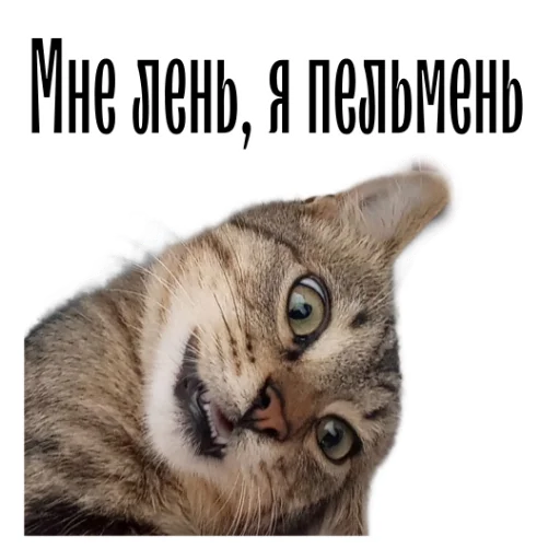 🫠 Стикер «cat channel» для Telegram