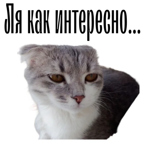 🫷 Стикер «cat channel» для Telegram