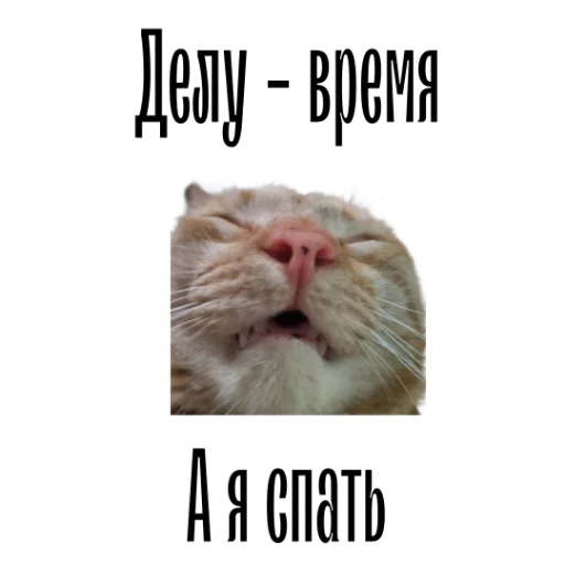 😴 Стикер «cat channel» для Telegram