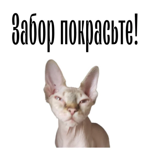 👴 Стикер «cat channel» для Telegram