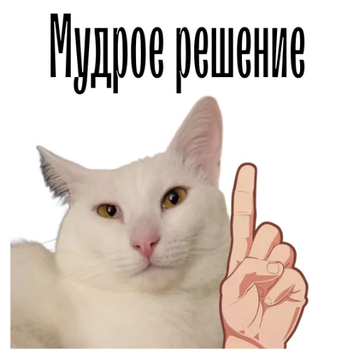 ☝️ Стикер «cat channel» для Telegram