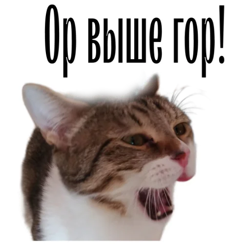 😂 Стикер «cat channel» для Telegram