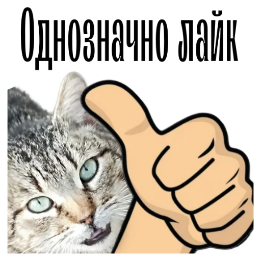 👍 Стикер «cat channel» для Telegram