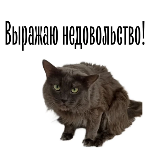 🙅‍♀ Стикер «cat channel» для Telegram