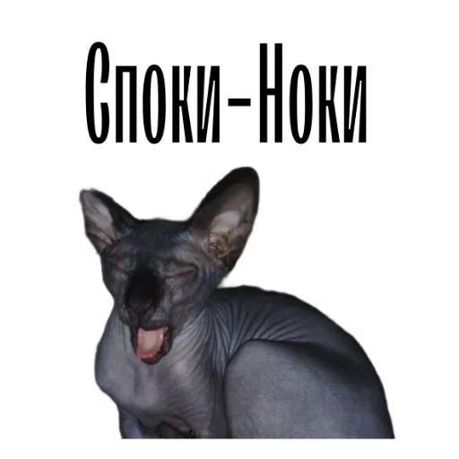 🌚 Стикер «cat channel» для Telegram