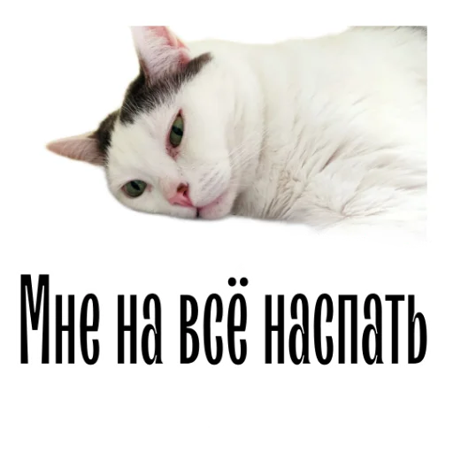 🥴 Стикер «cat channel» для Telegram