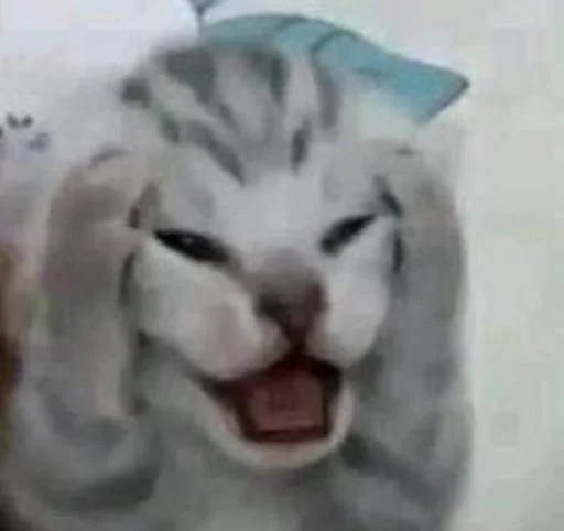 😱 Стикер «cat_ip» для Telegram