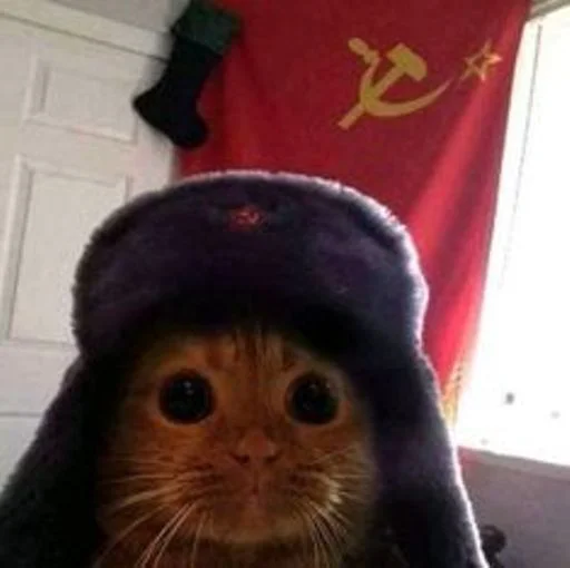 🐱 Стикер «cat_ip» для Telegram