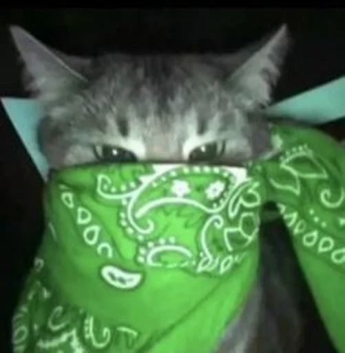 🐱 Стикер «cat_ip» для Telegram