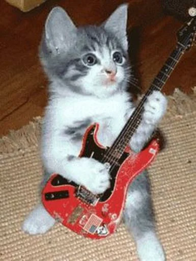 🐱 Стикер «cat_ip» для Telegram