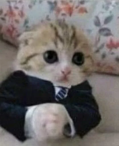 🐱 Стикер «cat_ip» для Telegram
