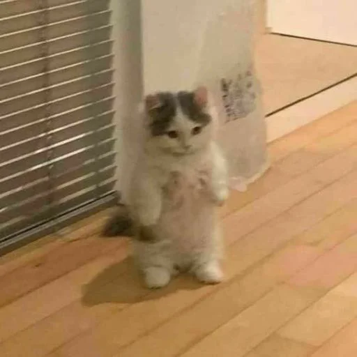 🐱 Стикер «cat_ip» для Telegram