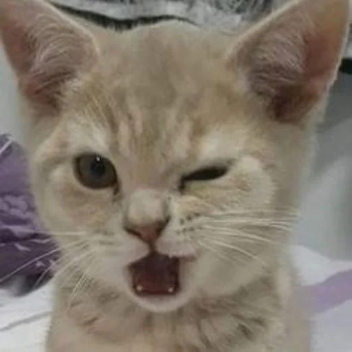 🐱 Стикер «cat_ip» для Telegram