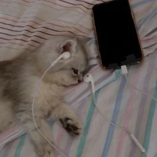 😴 Стикер «cat_ip» для Telegram