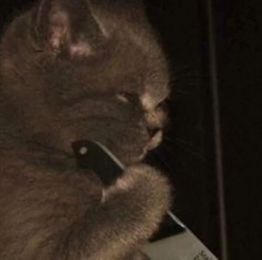 🐱 Стикер «cat_ip» для Telegram