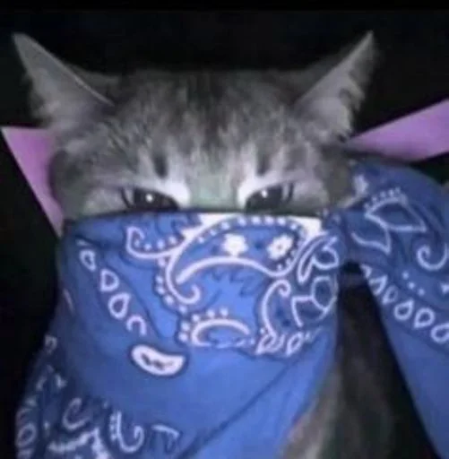 🐱 Стикер «cat_ip» для Telegram
