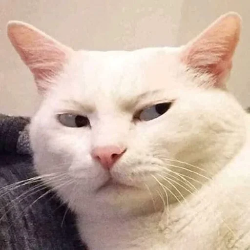🤨 Стикер «cat_ip» для Telegram