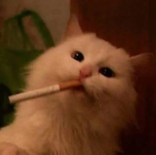 🐱 Стикер «cat_ip» для Telegram
